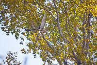 Hawk in Fall Cottonwood 4986